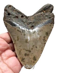 MEGALODON SHARK TOOTH 4.40 inches LARGE REAL FOSSIL NO RESTORATIONS