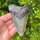 Megalodon Shark Tooth 4.450 X 3.201 Authentic Fossil