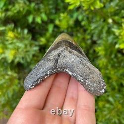 MEGALODON SHARK TOOTH 4.450 x 3.201 Authentic Fossil