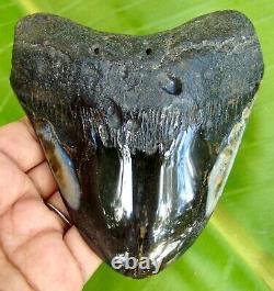 MEGALODON SHARK TOOTH 4.48 inches HUGE REAL FOSSIL POLISHED BLADE