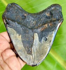 MEGALODON SHARK TOOTH 4.48 inches HUGE REAL FOSSIL POLISHED BLADE