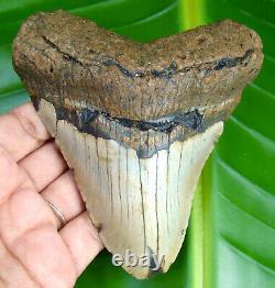 MEGALODON SHARK TOOTH 4.50 inches REAL FOSSIL NO RESTORATION ALL NATURAL