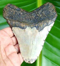 MEGALODON SHARK TOOTH 4.50 inches REAL FOSSIL NO RESTORATION ALL NATURAL