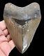 Megalodon Shark Tooth 4.56 Inches Real Fossil Serrated No Restorations