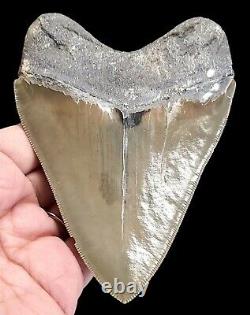 MEGALODON SHARK TOOTH 4.56 inches REAL FOSSIL SERRATED NO RESTORATIONS