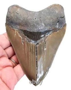 MEGALODON SHARK TOOTH 4.56 inches REAL FOSSIL SERRATED NO RESTORATION