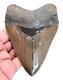 Megalodon Shark Tooth 4.56 Inches Real Fossil Serrated No Restoration