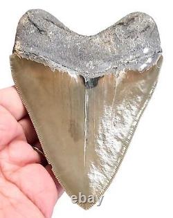 MEGALODON SHARK TOOTH 4.56 inches REAL FOSSIL SERRATED NO RESTORATION