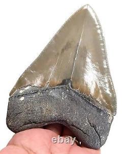 MEGALODON SHARK TOOTH 4.56 inches REAL FOSSIL SERRATED NO RESTORATION
