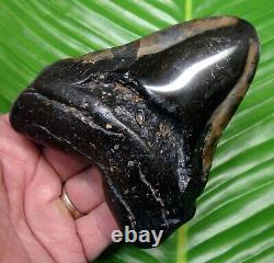 MEGALODON SHARK TOOTH 4.58 in. REAL FOSSIL NOT FAKE