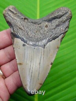 MEGALODON SHARK TOOTH 4 & 5/16 SHARKS TEETH with STAND & PLAQUE MEGLADONE