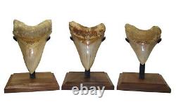 MEGALODON SHARK TOOTH 4 & 5/16 SHARKS TEETH with STAND & PLAQUE MEGLADONE