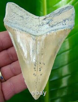 MEGALODON SHARK TOOTH 4 & 5/16 in. AURORA LEE CREEK REAL FOSSIL
