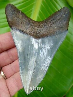MEGALODON SHARK TOOTH 4 & 5/16 in. REAL FOSSIL SERRATED TOP 1% MUSEUM