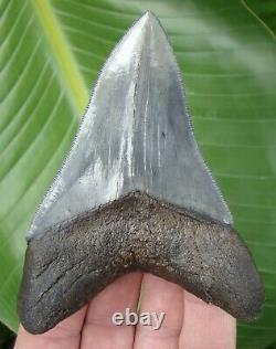 MEGALODON SHARK TOOTH 4 & 5/16 in. REAL FOSSIL SERRATED TOP 1% MUSEUM