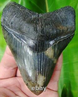 MEGALODON SHARK TOOTH 4 & 5/16 in. TOP 1% QUALITY REAL FOSSIL