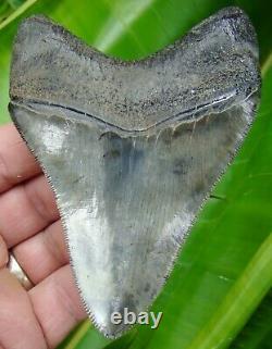 MEGALODON SHARK TOOTH 4 & 5/16 in. TOP 1% QUALITY REAL FOSSIL