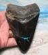 Megalodon Shark Tooth 4 5/8 Shark Teeth Jaw Fossil Beauty Turquoise Inlayreal