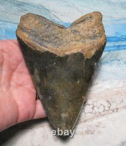 MEGALODON SHARK TOOTH 4 5/8 SHARK TEETH JAW FOSSIL BEAUTY turquoise inlayREAL