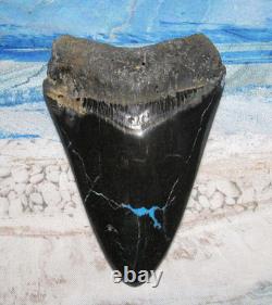 MEGALODON SHARK TOOTH 4 5/8 SHARK TEETH JAW FOSSIL BEAUTY turquoise inlayREAL MEGALODON SHARK TOOTH 4 5/8 SHARK TEETH JAW FOSSIL BEAUTY turquoise inlayREAL