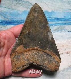 MEGALODON SHARK TOOTH 4 5/8 SHARK TEETH JAW FOSSIL BEAUTY turquoise inlayREAL