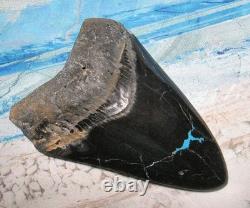 MEGALODON SHARK TOOTH 4 5/8 SHARK TEETH JAW FOSSIL BEAUTY turquoise inlayREAL