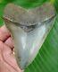 Megalodon Shark Tooth 4 & 5/8 In. Real Fossil Georgia Meg Natural