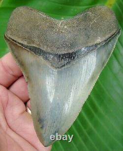 MEGALODON SHARK TOOTH 4 & 5/8 in. REAL FOSSIL GEORGIA MEG NATURAL