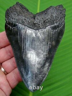 MEGALODON SHARK TOOTH 4 & 5/8 in. REAL FOSSIL JET BLACK SERRATED