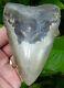 Megalodon Shark Tooth 4 & 5/8 In. Real Fossil No Restorations