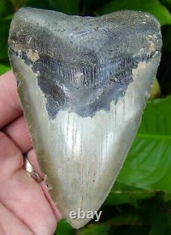 MEGALODON SHARK TOOTH 4 & 5/8 in. REAL FOSSIL NO RESTORATIONS