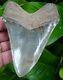 Megalodon Shark Tooth 4 & 5/8 In. Real Fossil Serrated No Restorations