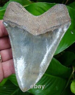 MEGALODON SHARK TOOTH 4 & 5/8 in. REAL FOSSIL SERRATED NO RESTORATIONS