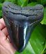 Megalodon Shark Tooth 4 & 5/8 In. Serrated Real Fossil Not Fake
