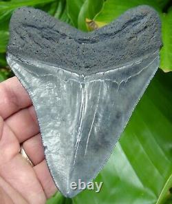 MEGALODON SHARK TOOTH 4 & 5/8 in. SERRATED REAL FOSSIL NOT FAKE