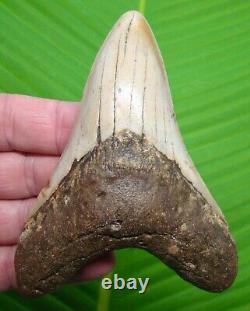 MEGALODON SHARK TOOTH 4 & 5/8 in. With DISPLAY STAND MEGLADONE