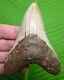 Megalodon Shark Tooth 4 & 5/8 In. With Display Stand Megladone