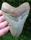 Megalodon Shark Tooth 4.70 Extinct Fossil Authentic Not Restored (wt4-391)