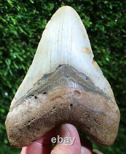 MEGALODON SHARK TOOTH 4.70 Extinct Fossil Authentic NOT RESTORED (WT4-391)