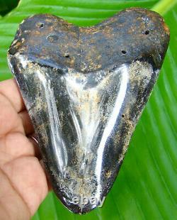 MEGALODON SHARK TOOTH 4.73 inches HUGE REAL FOSSIL NO RESTORATION