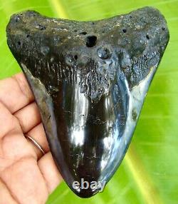 MEGALODON SHARK TOOTH 4.73 inches HUGE REAL FOSSIL POLISHED BLADE