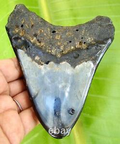 MEGALODON SHARK TOOTH 4.73 inches HUGE REAL FOSSIL POLISHED BLADE