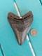 Megalodon Shark Tooth 4.78- Real Fossil No Restorations Rare Black/gray