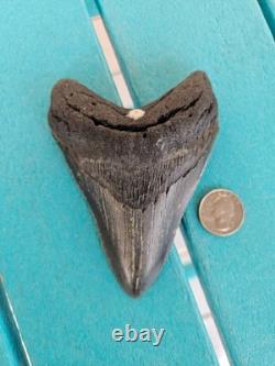 MEGALODON SHARK TOOTH 4.78- REAL FOSSIL NO RESTORATIONS Rare Black/Gray