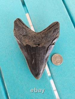 MEGALODON SHARK TOOTH 4.78- REAL FOSSIL NO RESTORATIONS Rare Black/Gray
