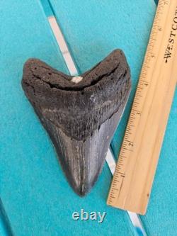 MEGALODON SHARK TOOTH 4.78- REAL FOSSIL NO RESTORATIONS Rare Black/Gray
