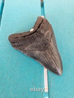 MEGALODON SHARK TOOTH 4.78- REAL FOSSIL NO RESTORATIONS Rare Black/Gray
