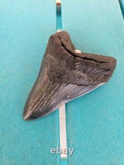 MEGALODON SHARK TOOTH 4.78- REAL FOSSIL NO RESTORATIONS Rare Black/Gray