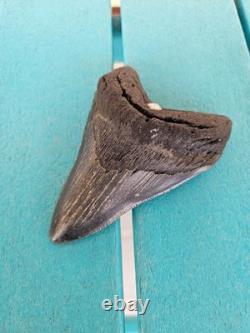 MEGALODON SHARK TOOTH 4.78- REAL FOSSIL NO RESTORATIONS Rare Black/Gray