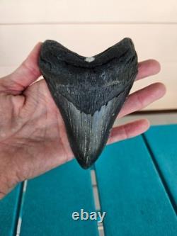 MEGALODON SHARK TOOTH 4.78- REAL FOSSIL NO RESTORATIONS Rare Black/Gray